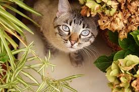 10 Cat Repellents: How to Keep Cats Out of Your Yard