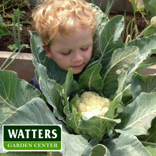 Little boy look over a giant Cauliflower