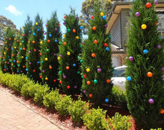 The Secret Garden: Living Christmas Trees Planted as a Natural Screen