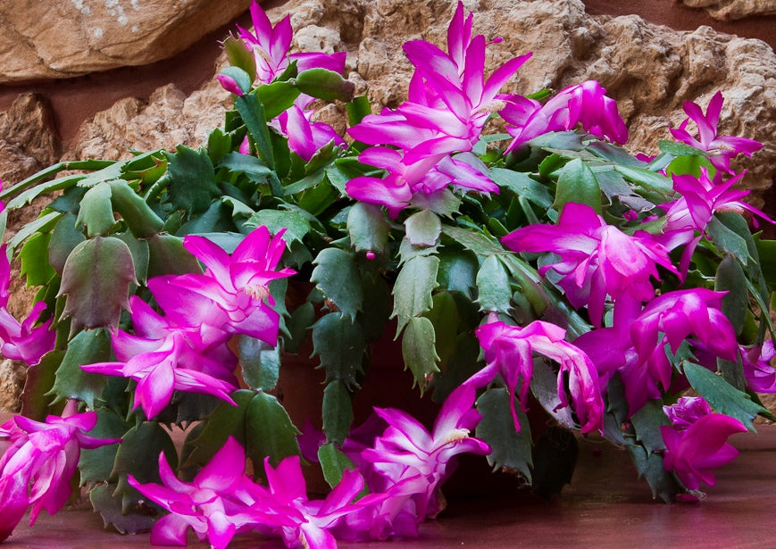 Christmas Cactus