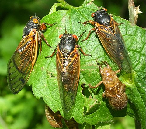 March 2- Controlling Gophers, Bugs and Disease (Free)