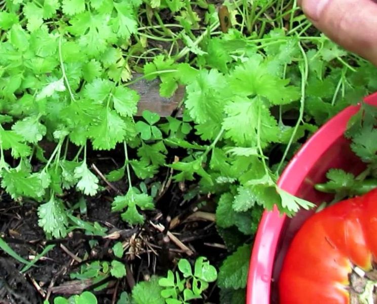 Tips for Growing Better Cilantro/Coriander