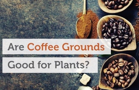 Using Coffee Grounds as Garden Fertilizer