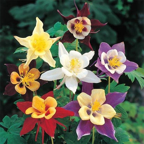 Songbird Columbine Aquilegia