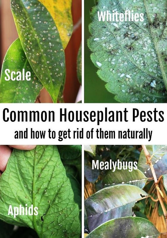 Top 10 Houseplant Pests and How to Fight Back