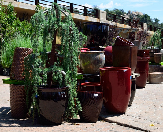 The Beginner's Guide to Container Gardening