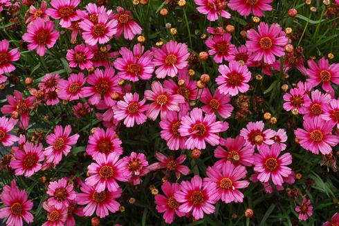 coreopsis garnet perennial flower