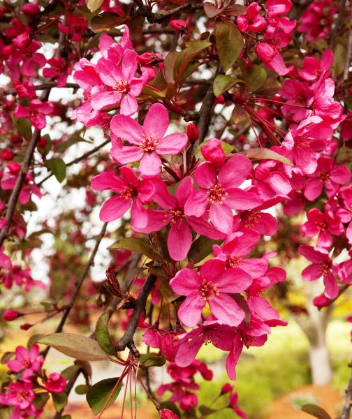 Red Centurion Crabapple In Bloom