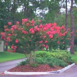 Sept 20 - Choosing & Using Appealing Shrubs