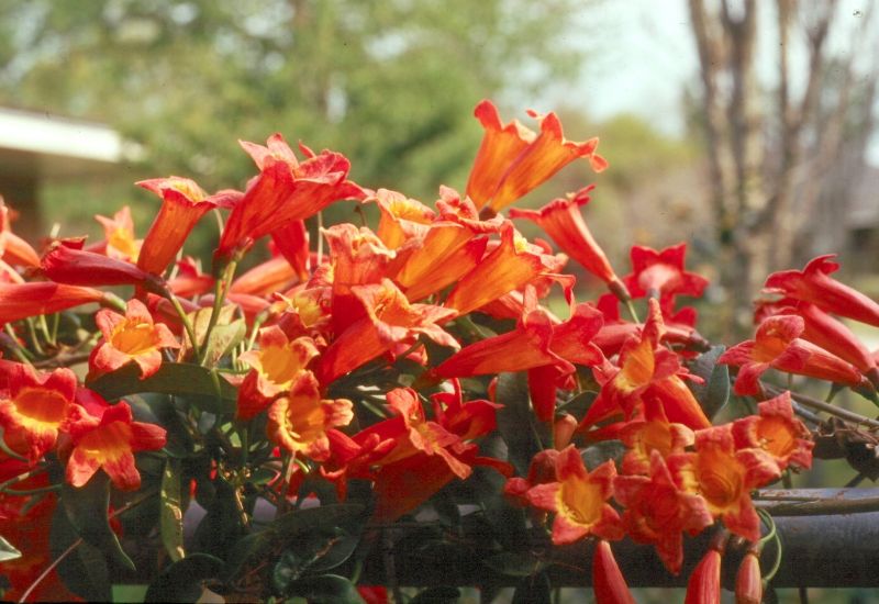 Fragrance in Gardens