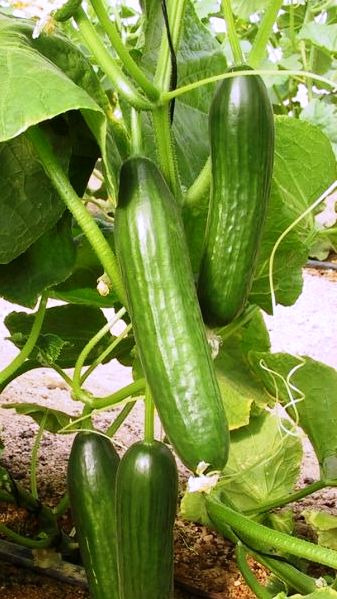 Cucumbers in Vining Abundance