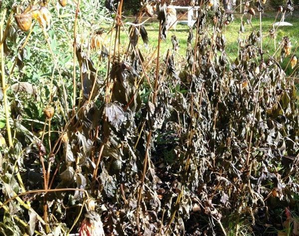 Dormant Plants killed by frost