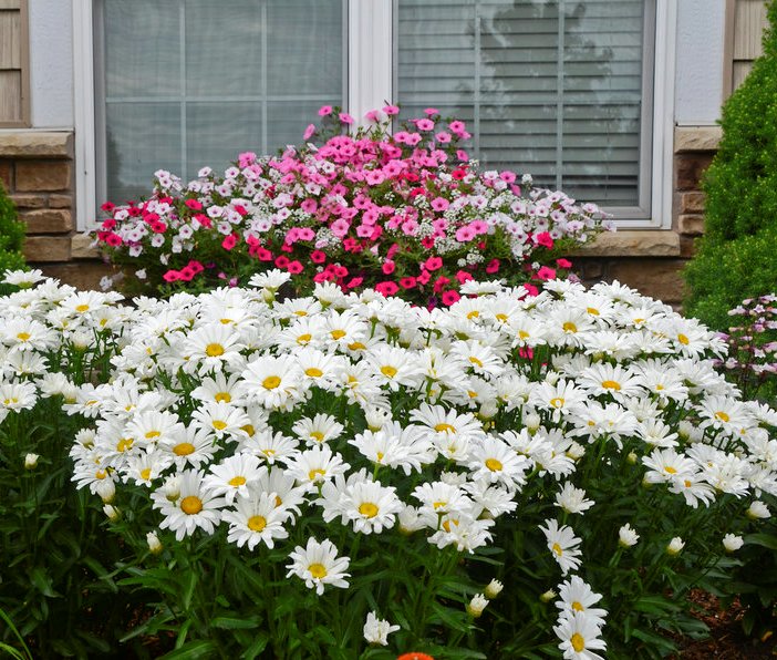 Shasta May Daisy or Leucanthemum x superbum