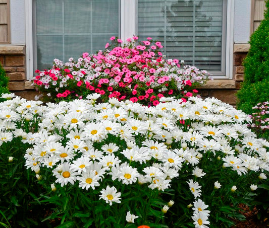 Shasta May Daisy or Leucanthemum x superbum