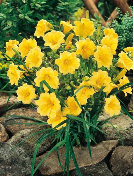 Daylilly 'Stella de Oro' thrives on summer's heat and blooms through fall.