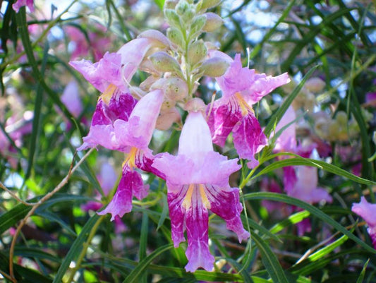 Timeless Beauty Desert Willow