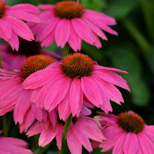 June 28 - Perennial Flowers: Blooms that impress