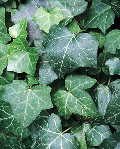 English Ivy - Close Up