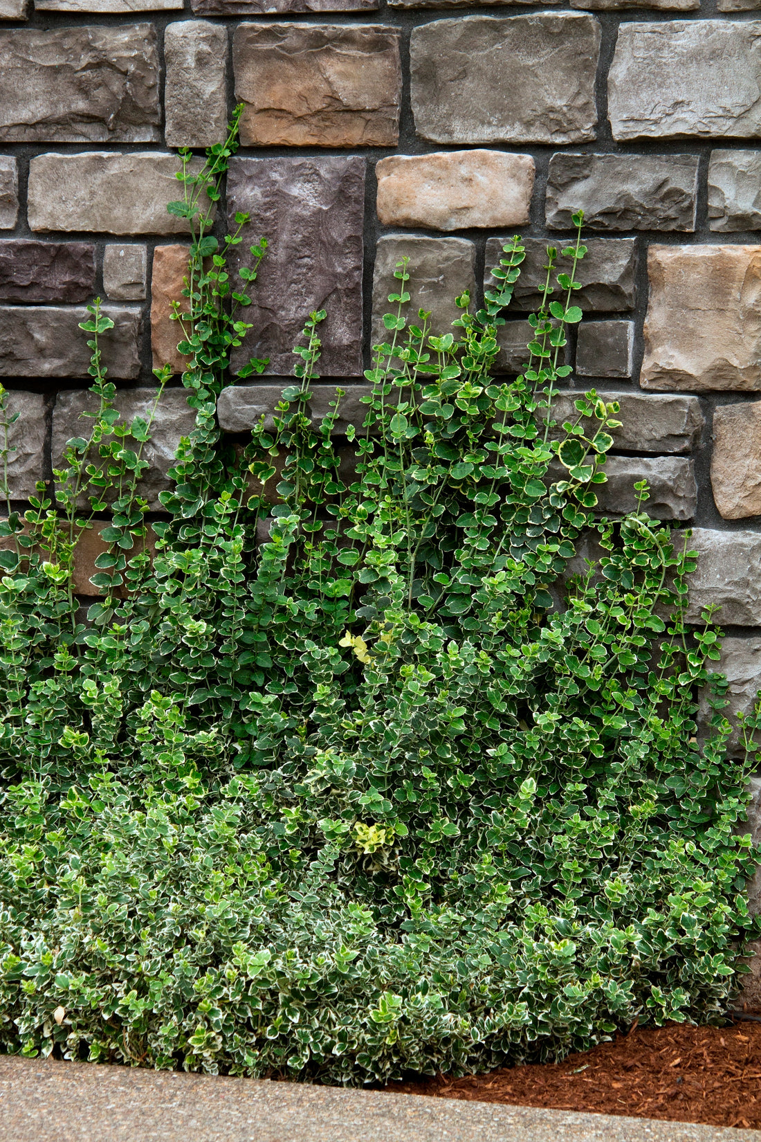 Eunoymus wintercreeper shrub planted outside along a wall