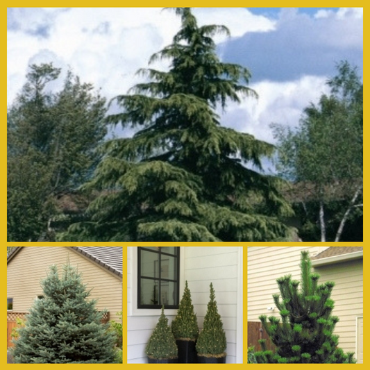 Evergreens to Decorate and/or Add to a Landscape