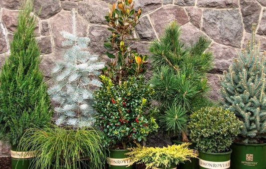 Evergreen Shrubs of winter