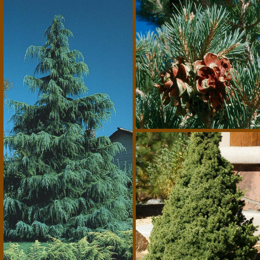 10 Hard-to-Kill Evergreen Trees