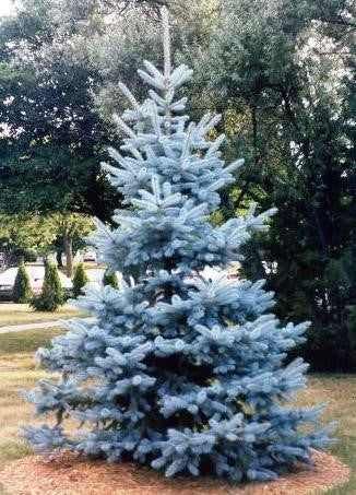 Planting Trees in Winter?!?