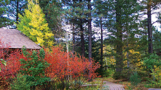 Fall Foilage in the Yard