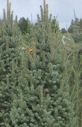 Columnar Blue Spruce