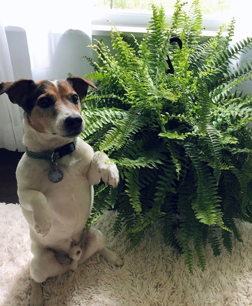 fern houseplant in a container with a dog on hindlegs