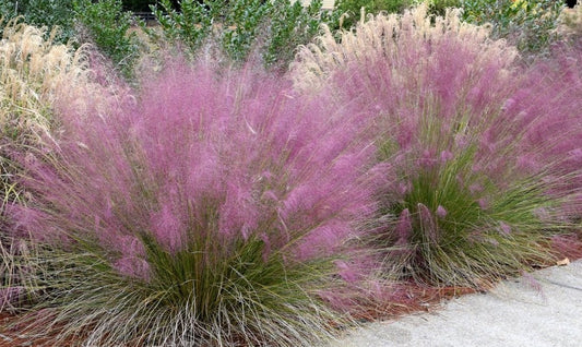 Ornamental Grass