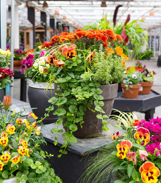 Flowers in a container