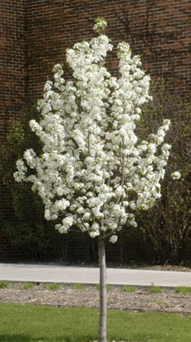 How to Grow an Ornamental Flowering Pear Tree