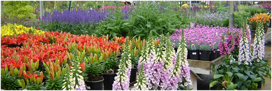 Flowering Heat Lovers Love June Plantings