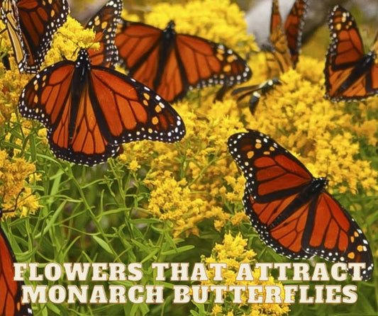 7 Flowers That Attract Monarch Butterflies