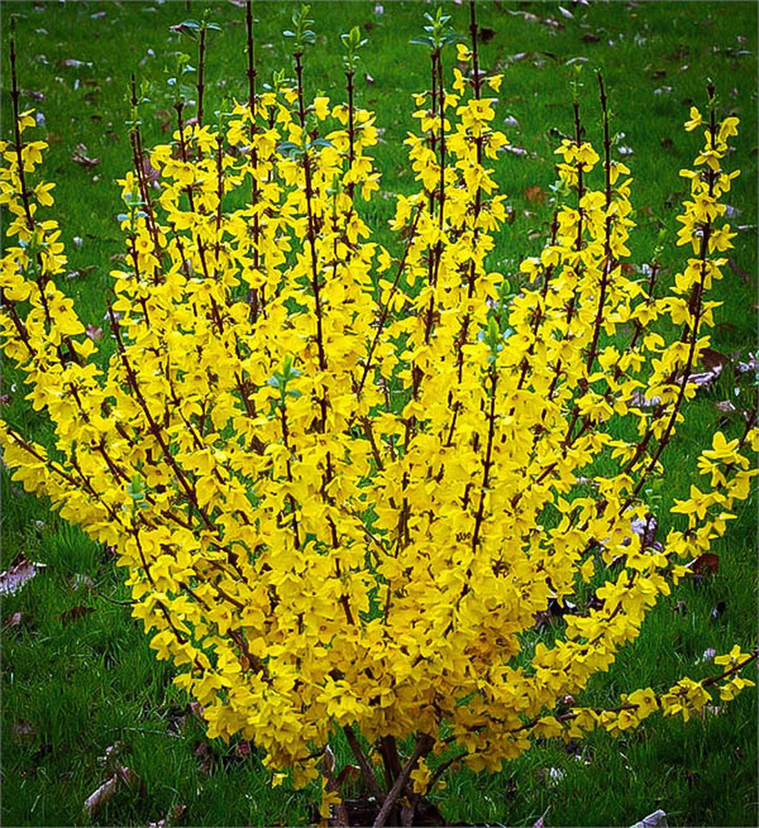 Forsythia Bush