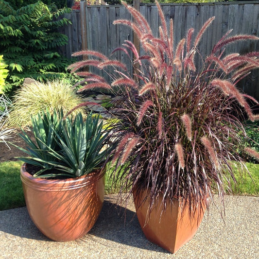 Thrilling Plants Perfect for BIG Pots