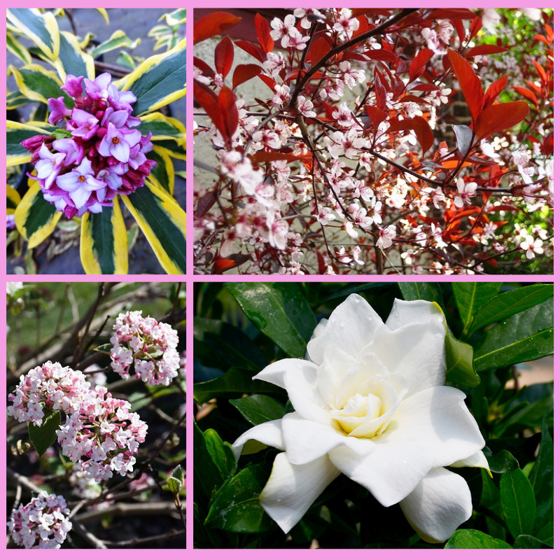 Best Fragrant Shrubs for Mountain Gardens