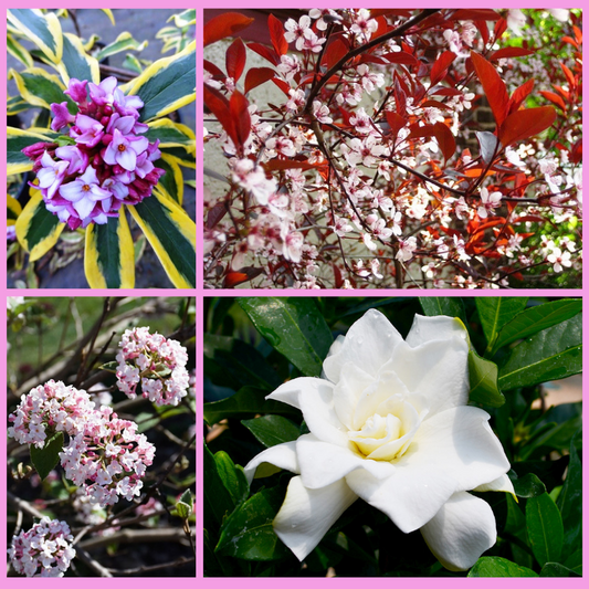 Best Fragrant Shrubs for Mountain Gardens