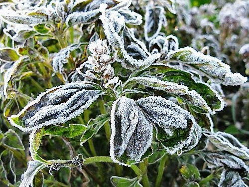 The Difference Between Frost and Freeze Warnings