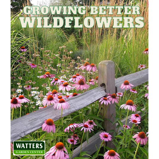 Growing Wildflowers