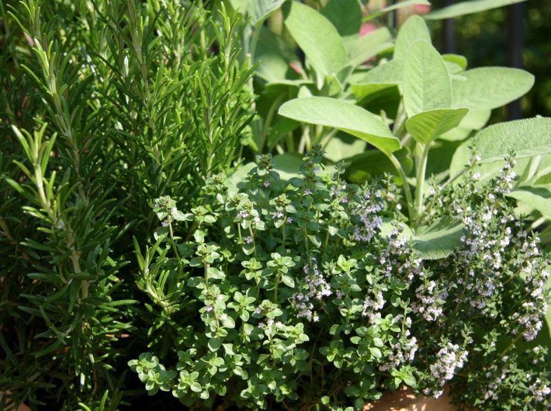 Preserve Summer’s Herbs for Winter’s Cooking