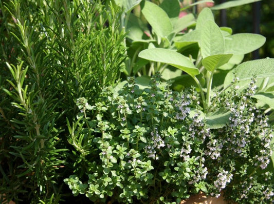 July 12 – Herb Garden Designs from Beginner to Pro