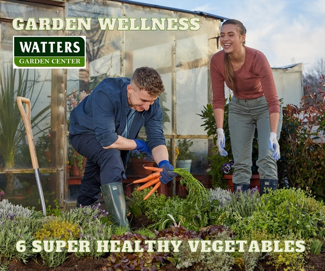 Garden Wellness: 6 Super Healthy Vegetables for Easy Gardening