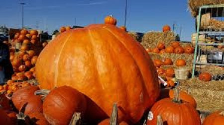 Growing the Giants!  Really Big Pumpkins!