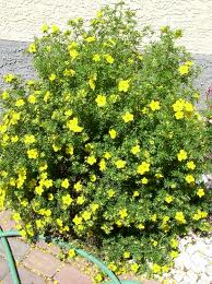 Goldfinger Potentilla