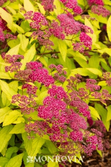 Goldflame Spirea