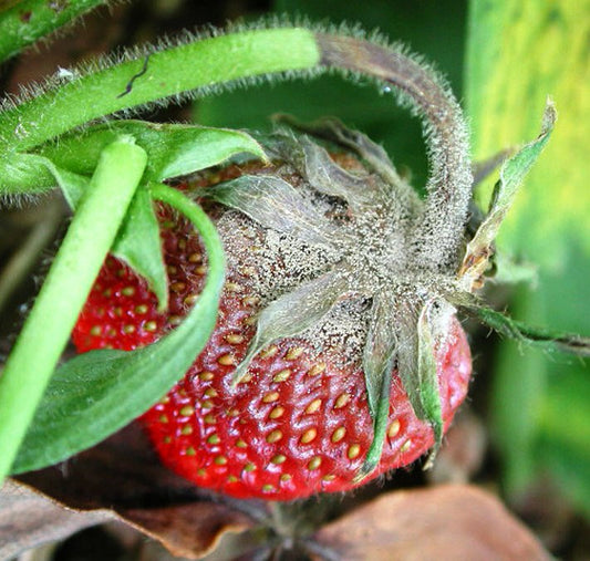 Insects and Diseases Common to Local Gardens