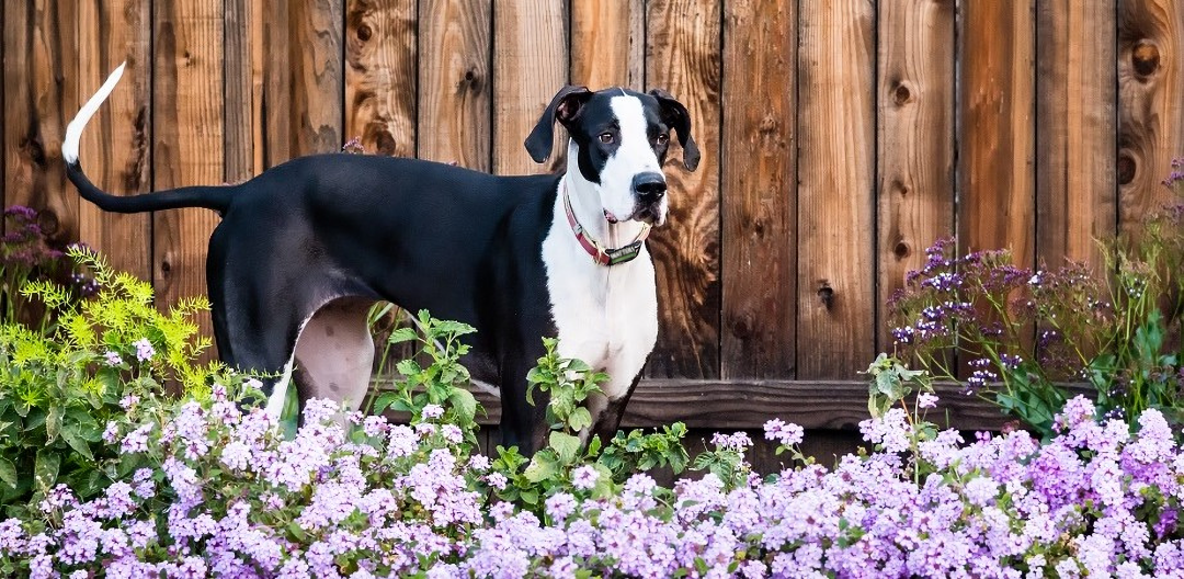 Great Dane in the ground cover