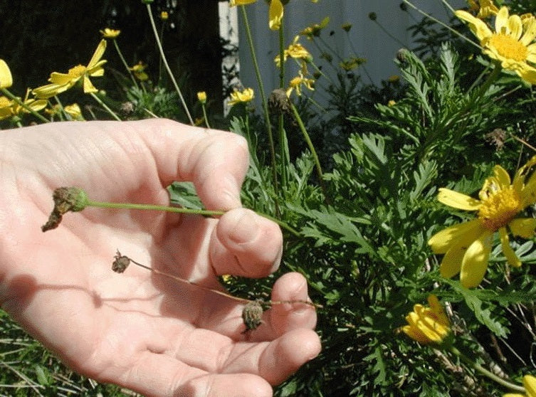 Hand Pinching Deadheading